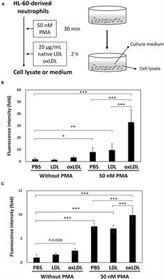 Cooperative Action of Oxidized Low-Density Lipoproteins and Neutrophils on Endothelial Inflammatory Responses Through Neutrophil Extracellular Trap Formation